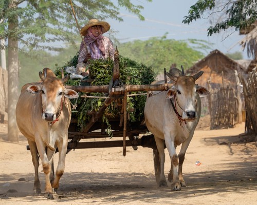 "Collecting food for the cows near Bagan"